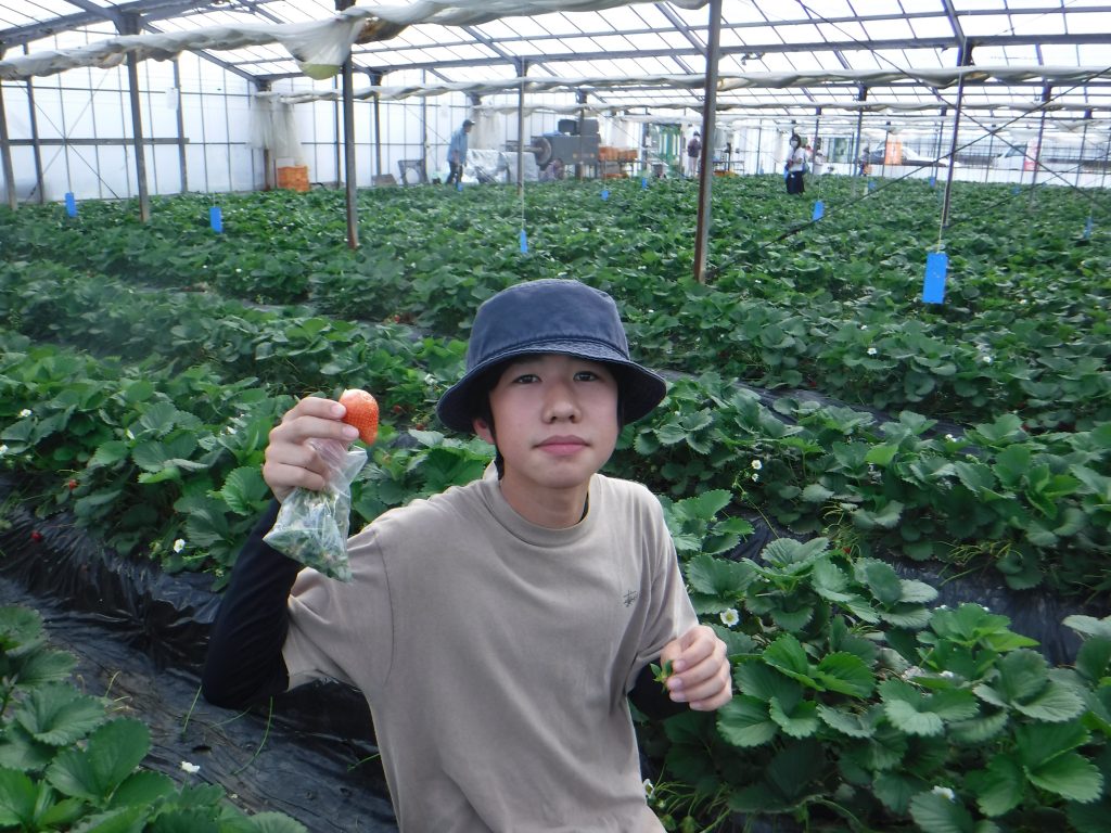 いちご狩り　まだまだ食べられます。