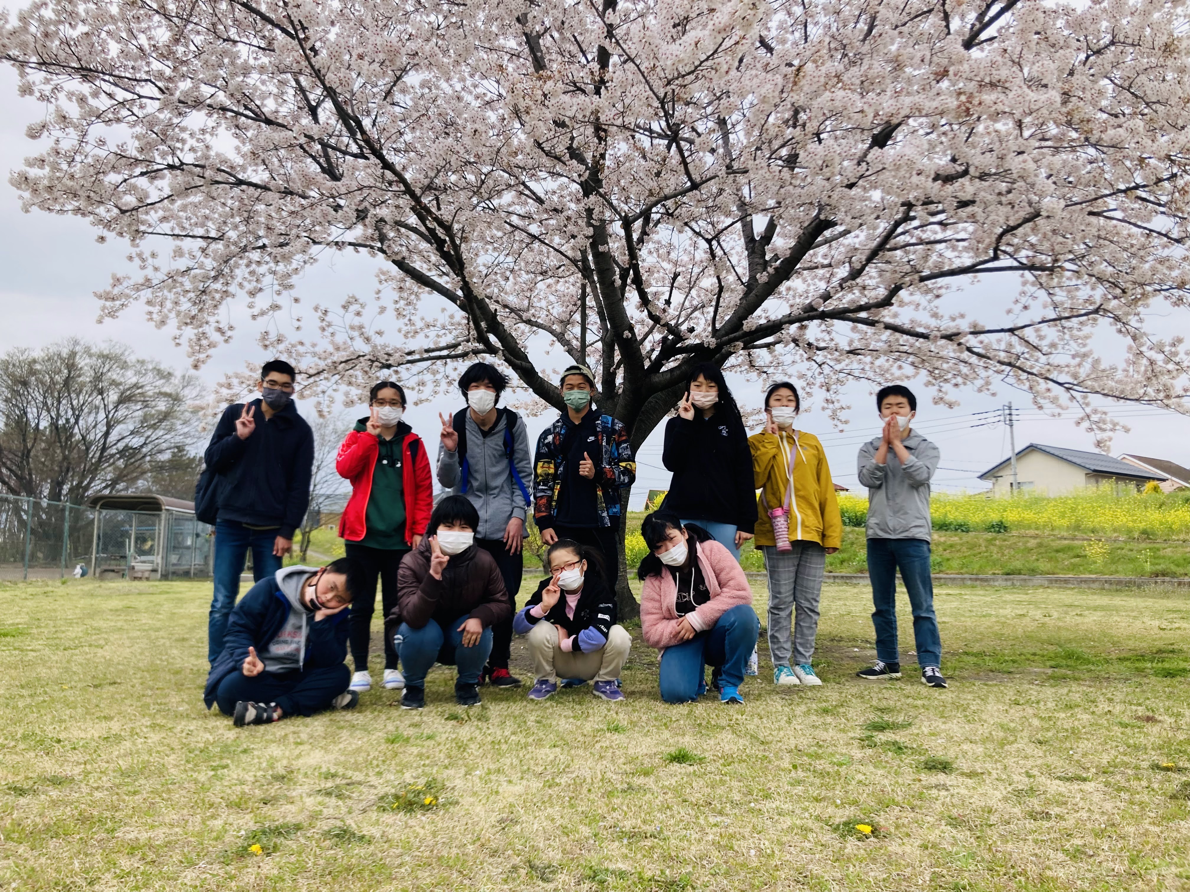 桜満開　今日は桜と菜の花が満開の川辺を散歩です。