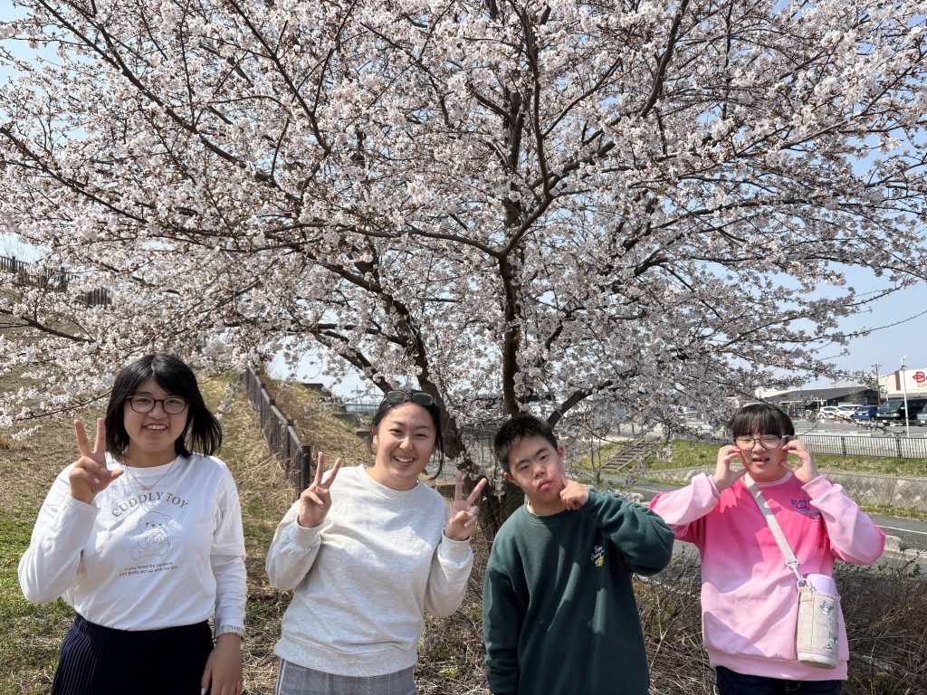 桜満開　公園にお出かけしたら桜が満開でした。