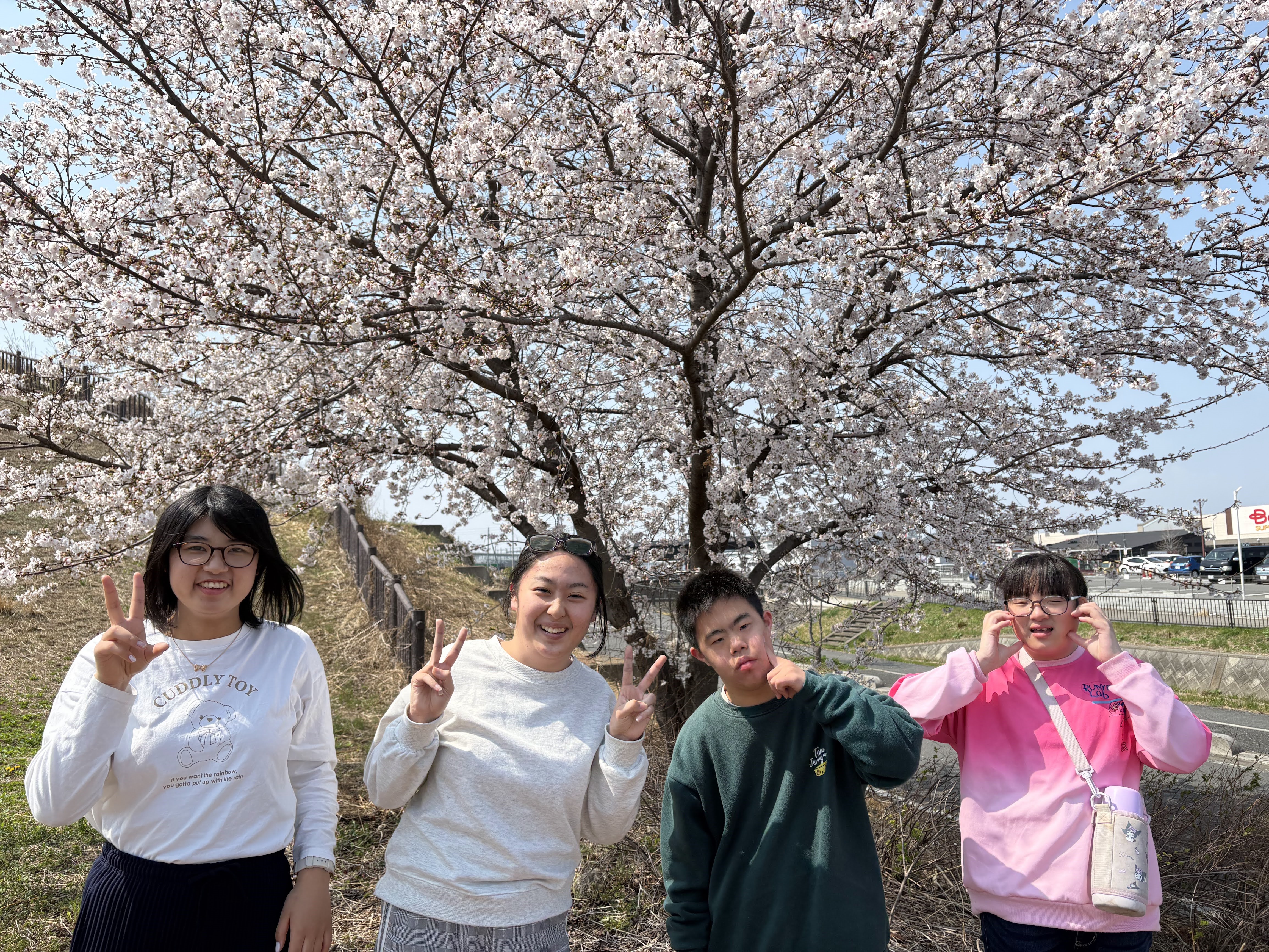 桜満開　公園にお出かけしたら桜が満開でした。